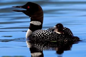 Loon with chick.