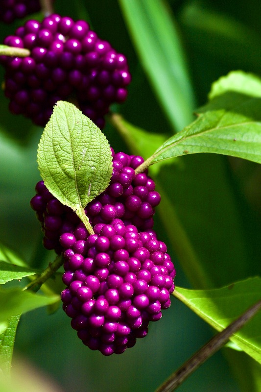 beautyberry