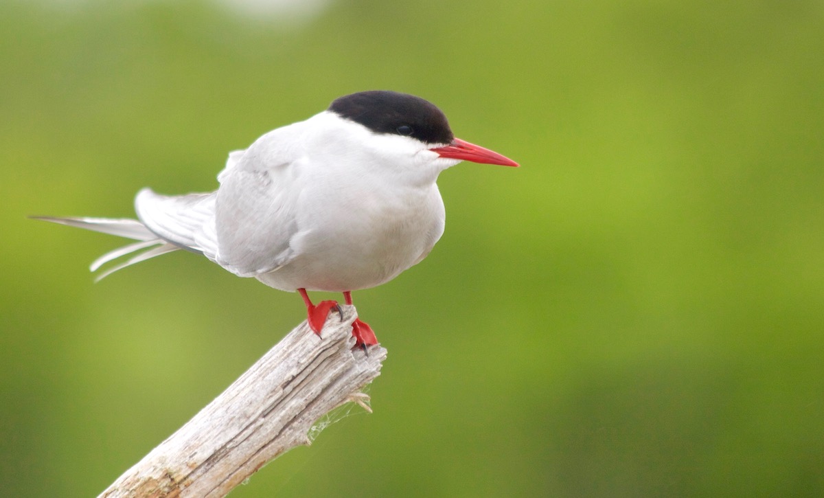 Arctic tern at rest