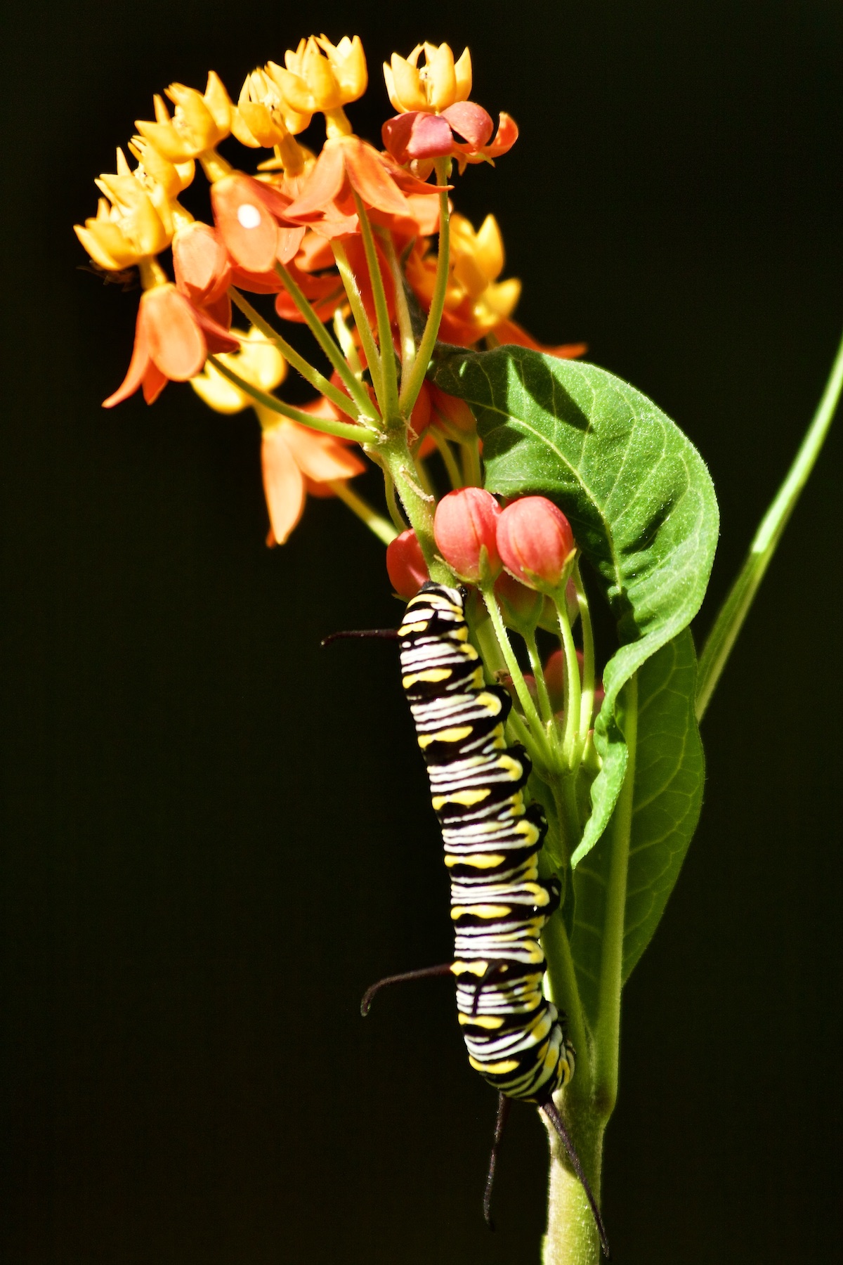 monarch larva