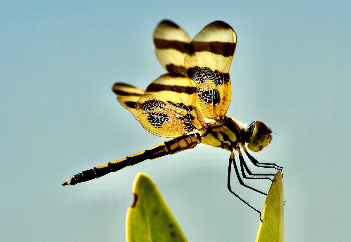 dragonfly