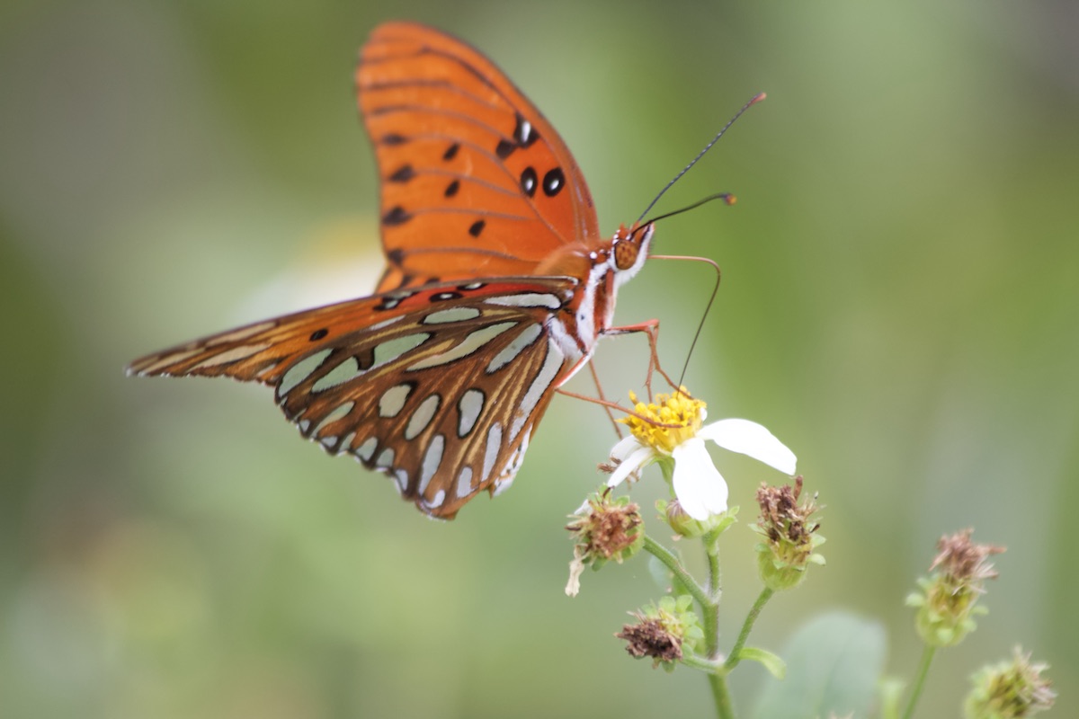 Gulf fritillary