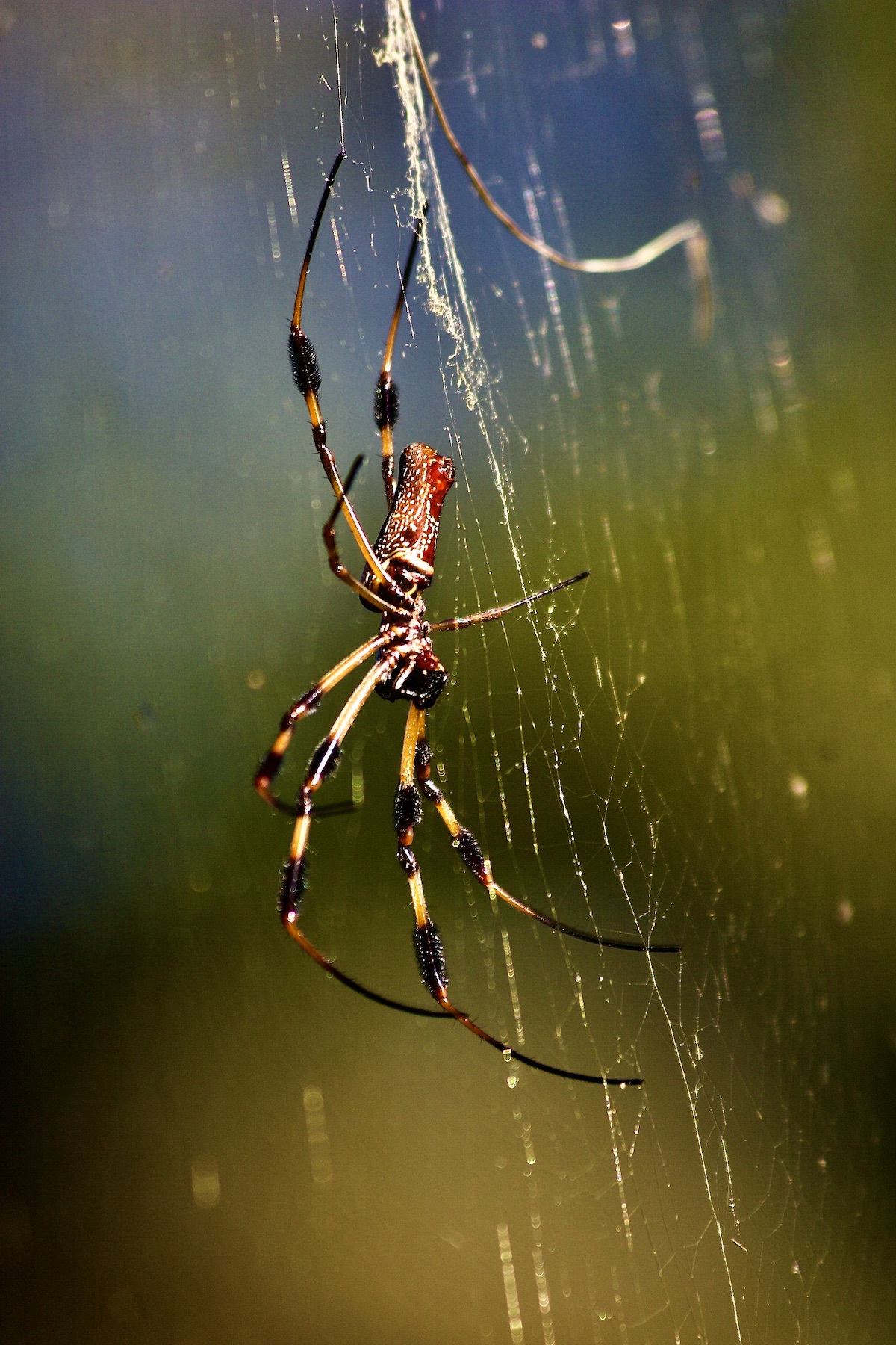 golden silk orb-weaver