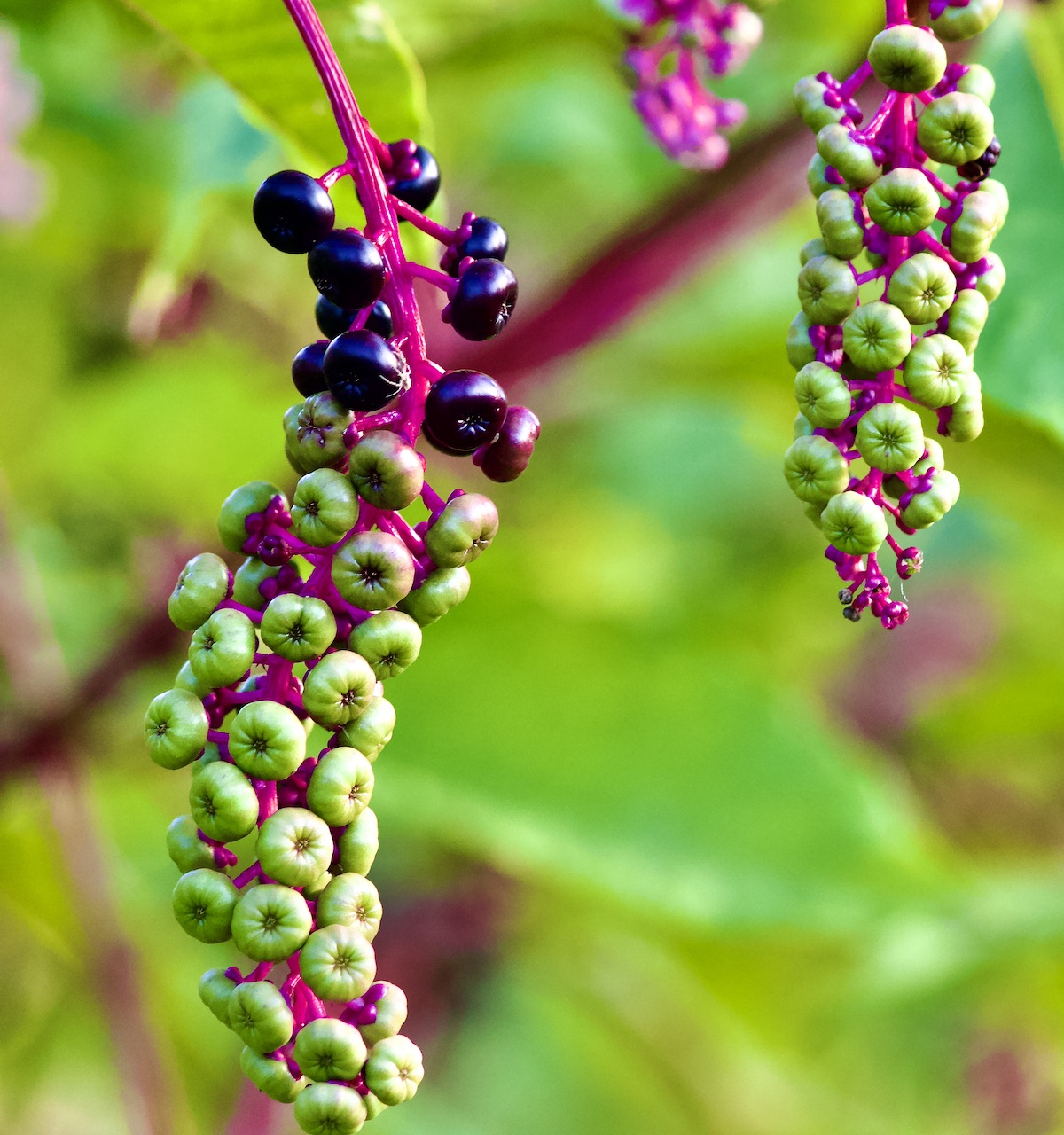 pokeberries