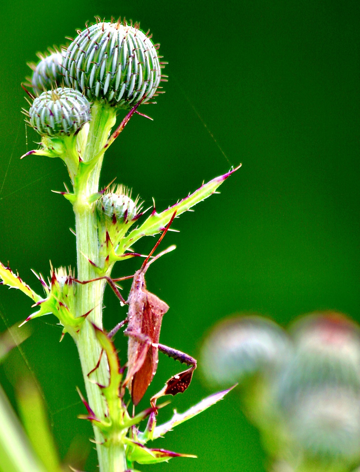 Hemipteran on thistle