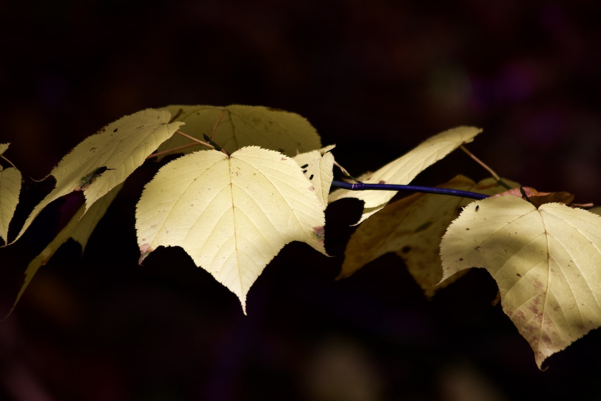 striped maple leaves