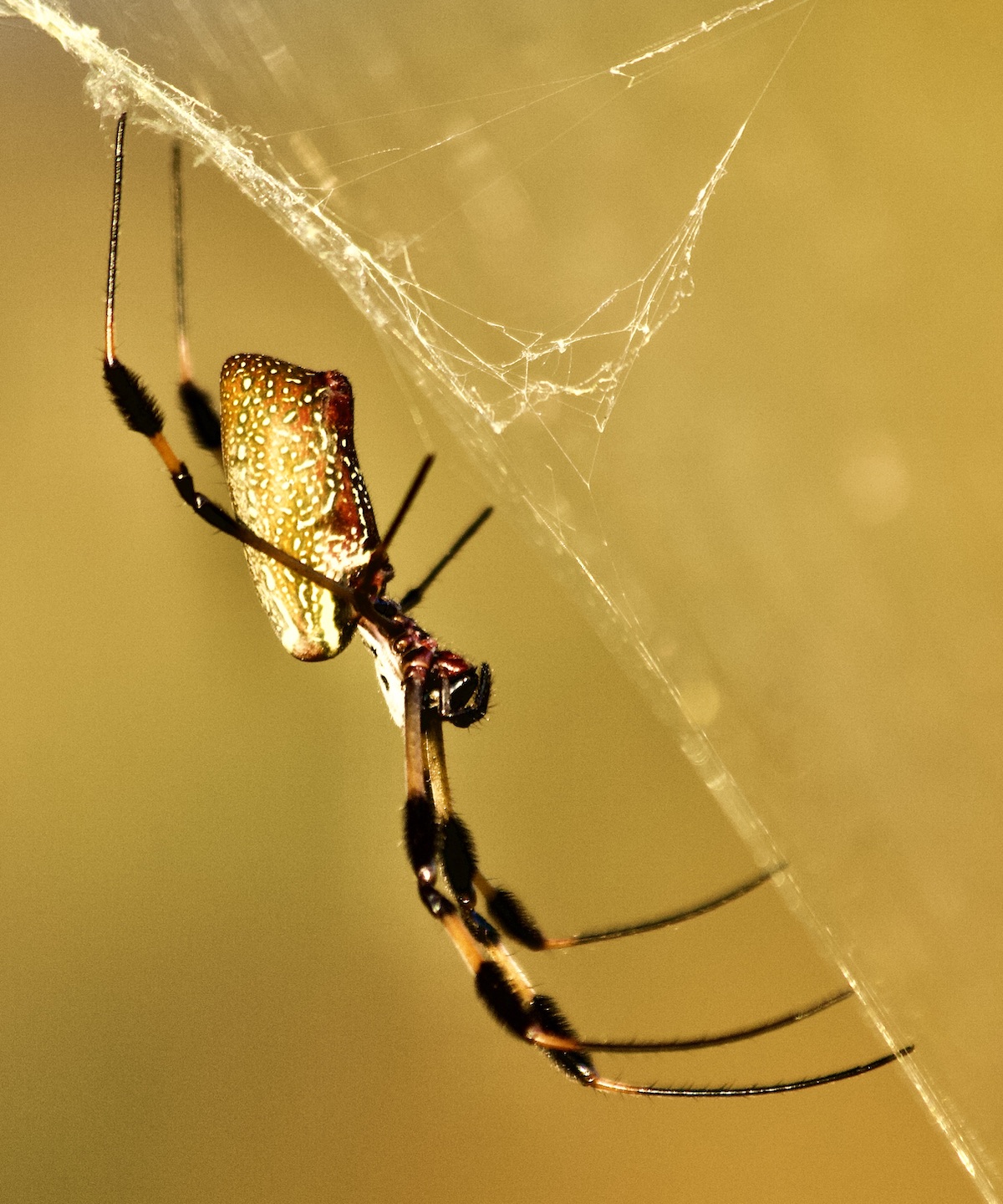 golden silk orb-weaver