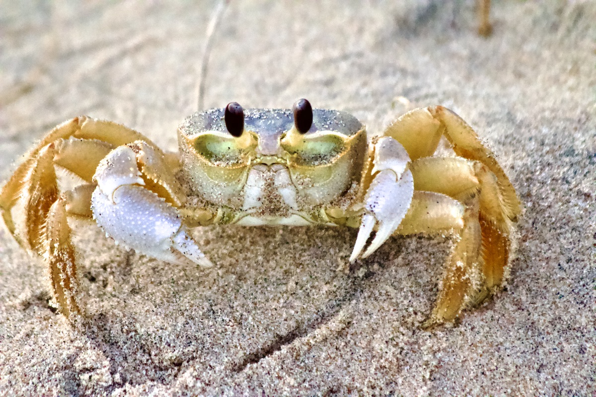 ghost crab