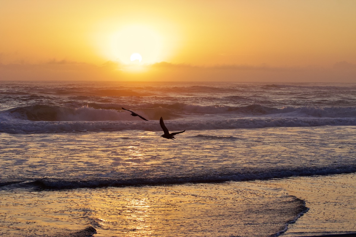 gulls at sunrise