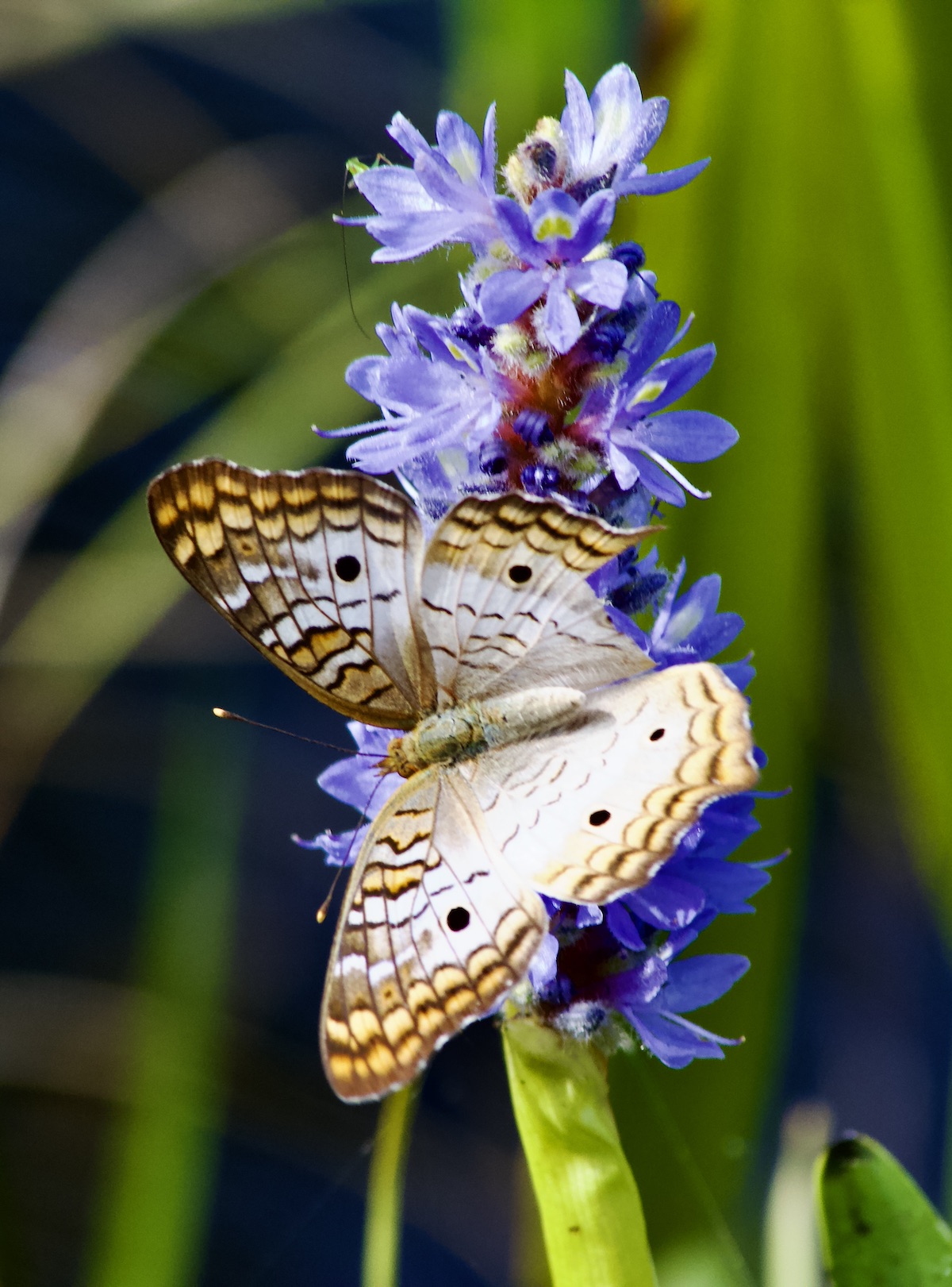 white peacock butterfly