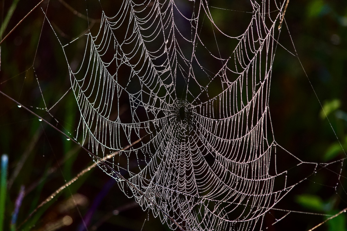 dewy spiderweb