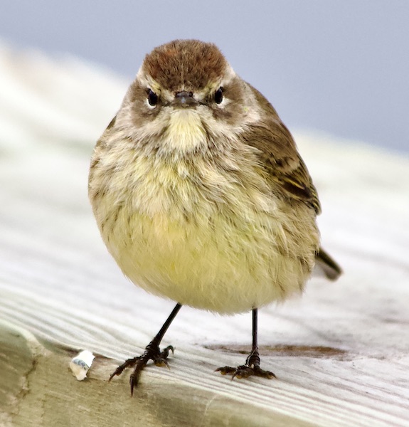 yellow-rumped warbler