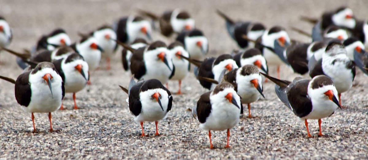 black skimmers