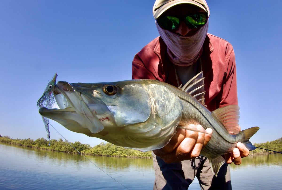 snook on fly