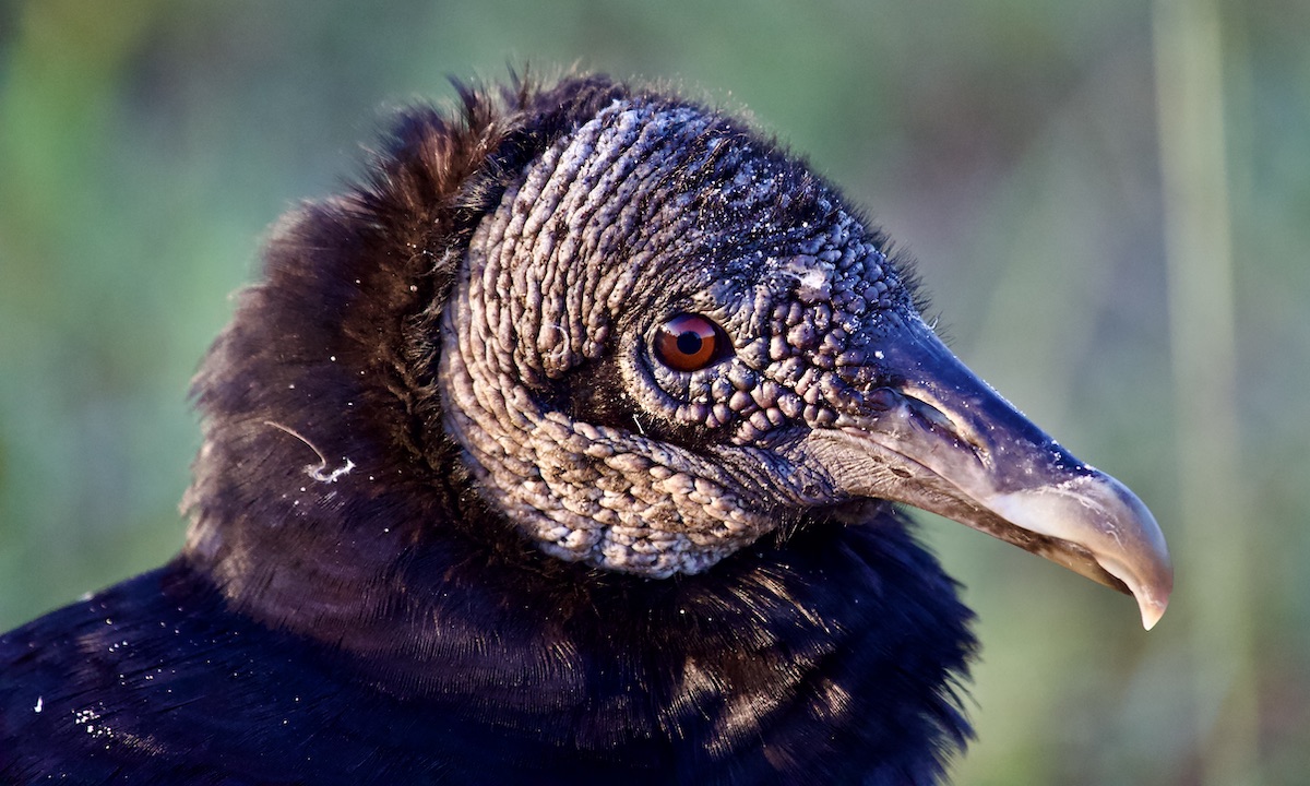 black vulture