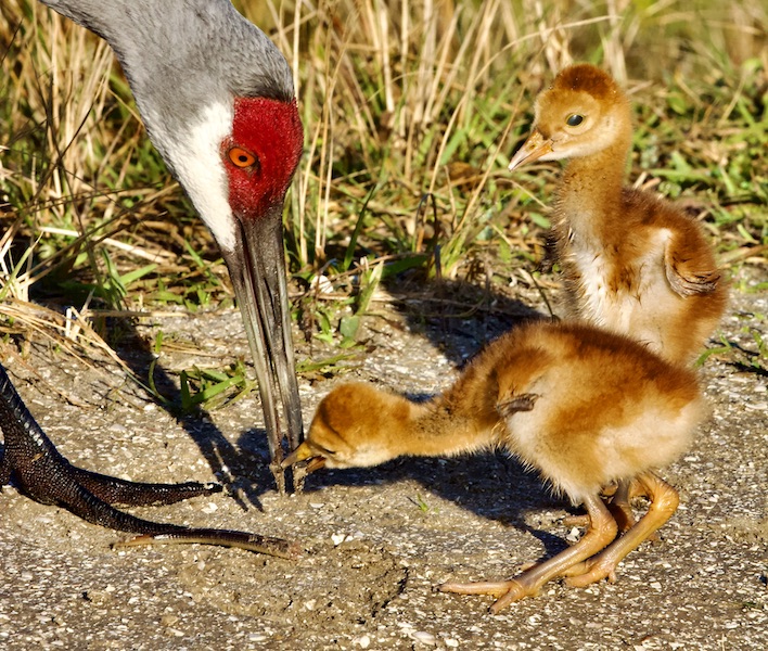 sandhill cranes