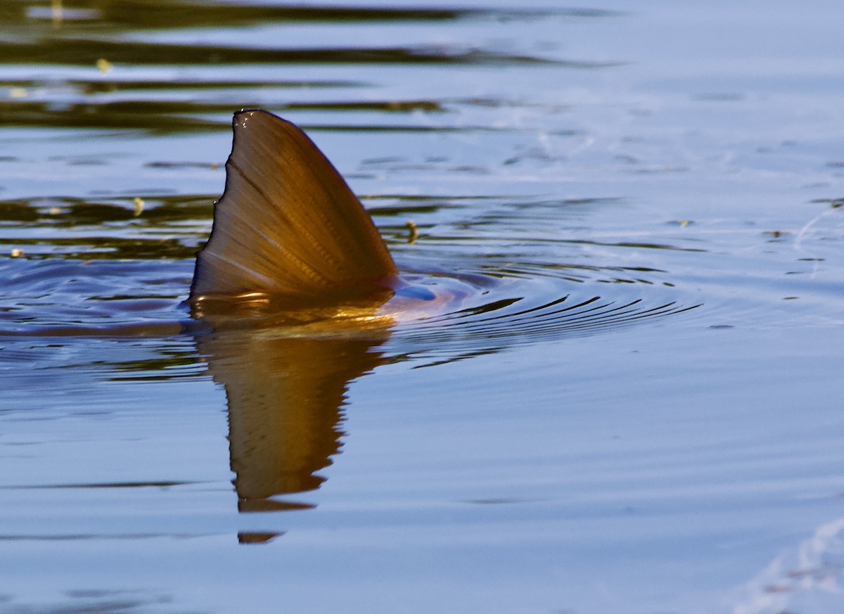 tailing redfish