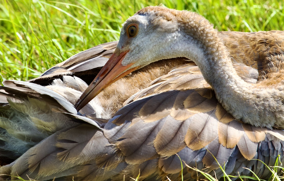 sandhill crane