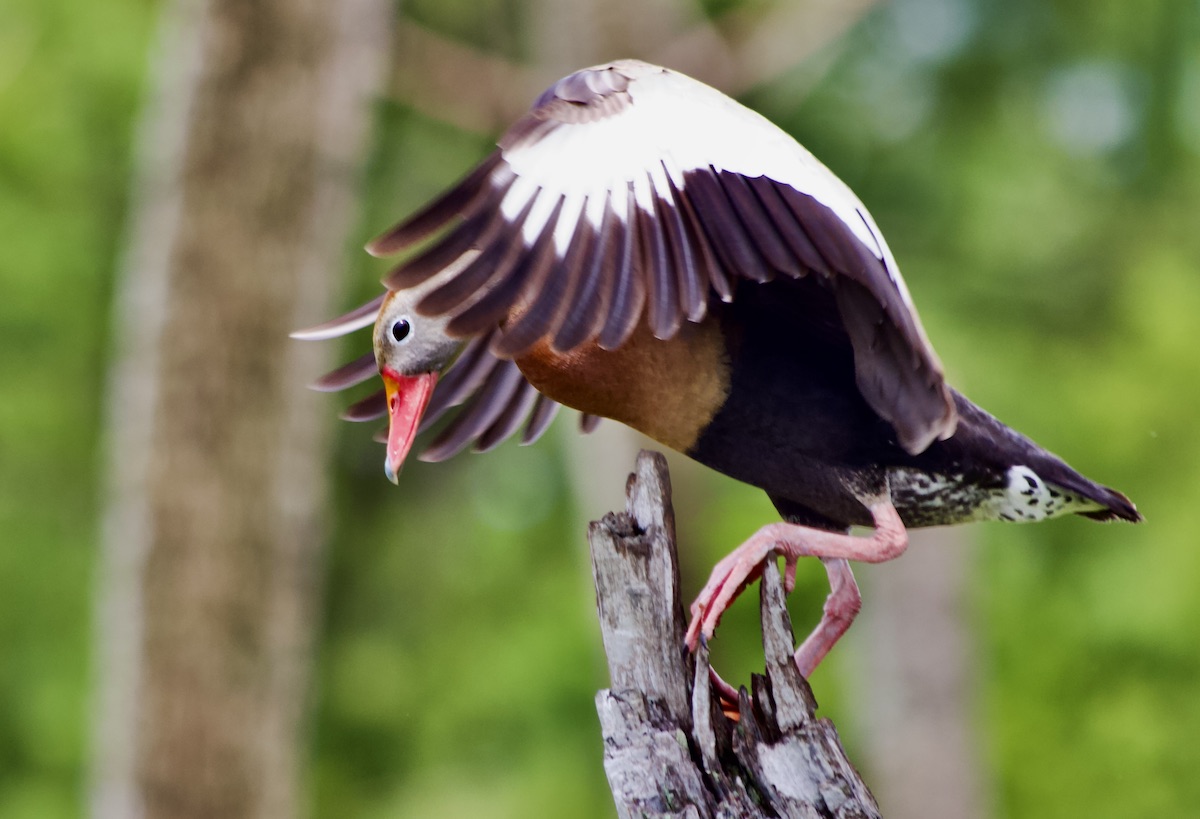 whistling duck