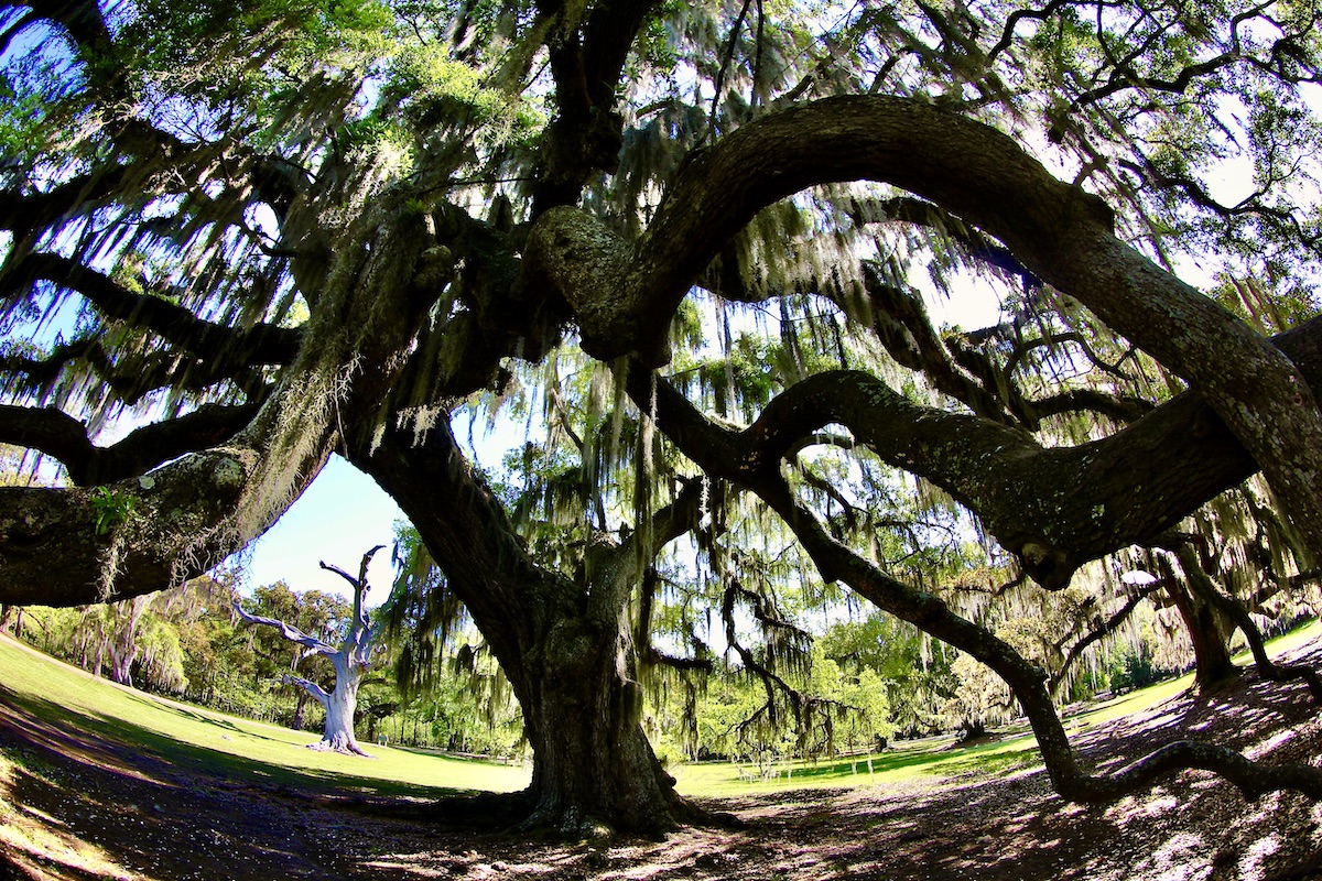 ancient live oak