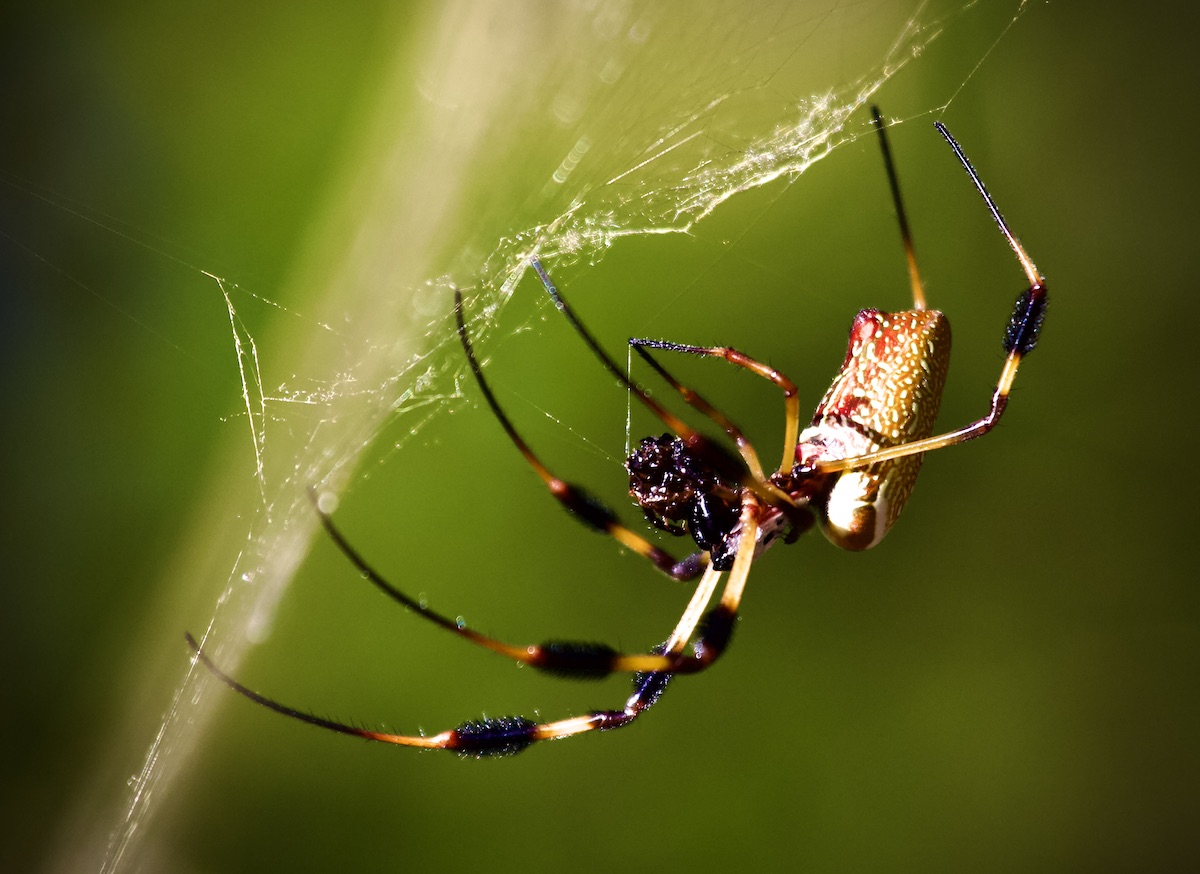 golden silk orb-weaver female