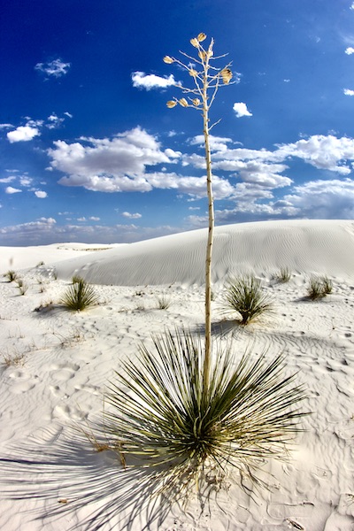 Yucca, White Sands National Park