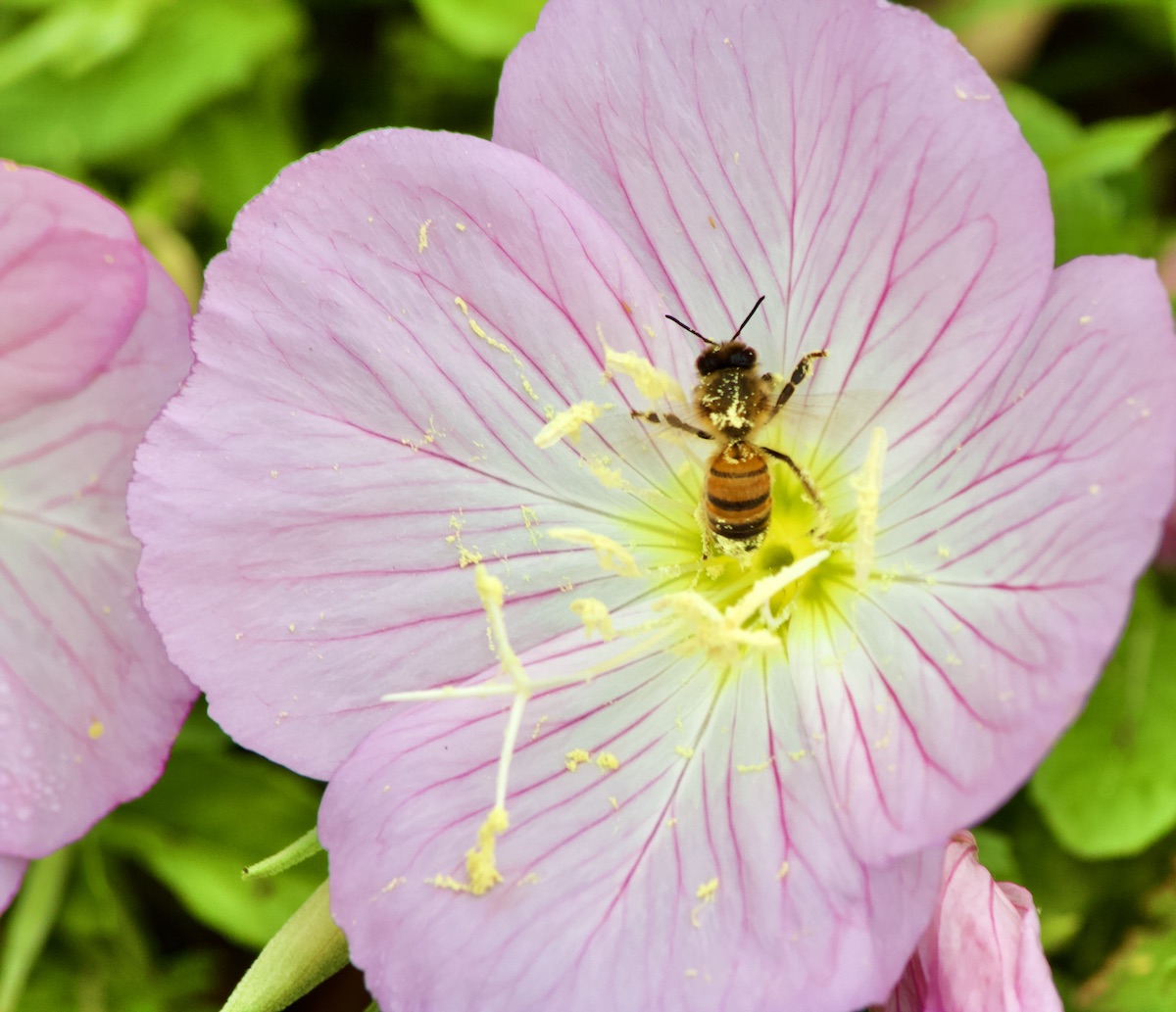 honeybee on primrose