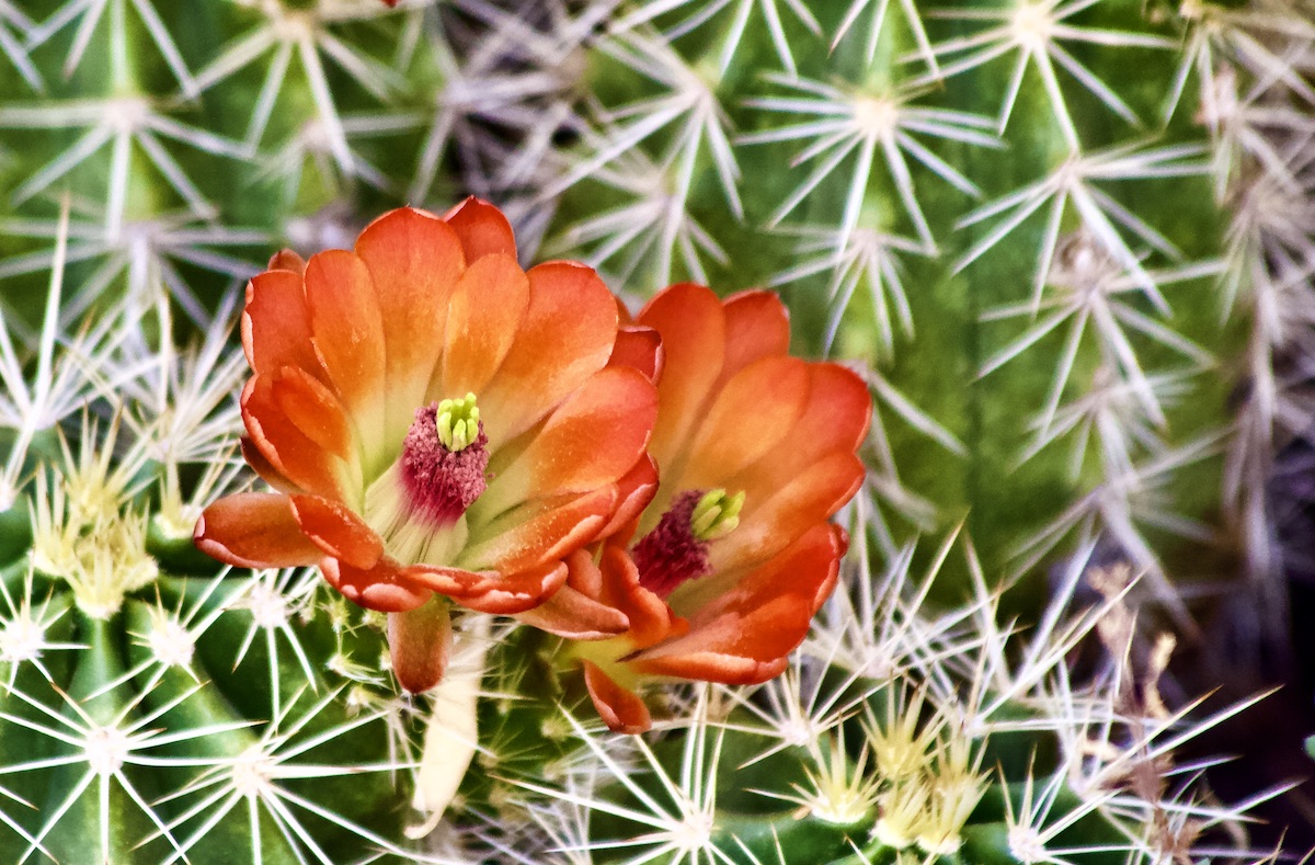 Opuntia flowers