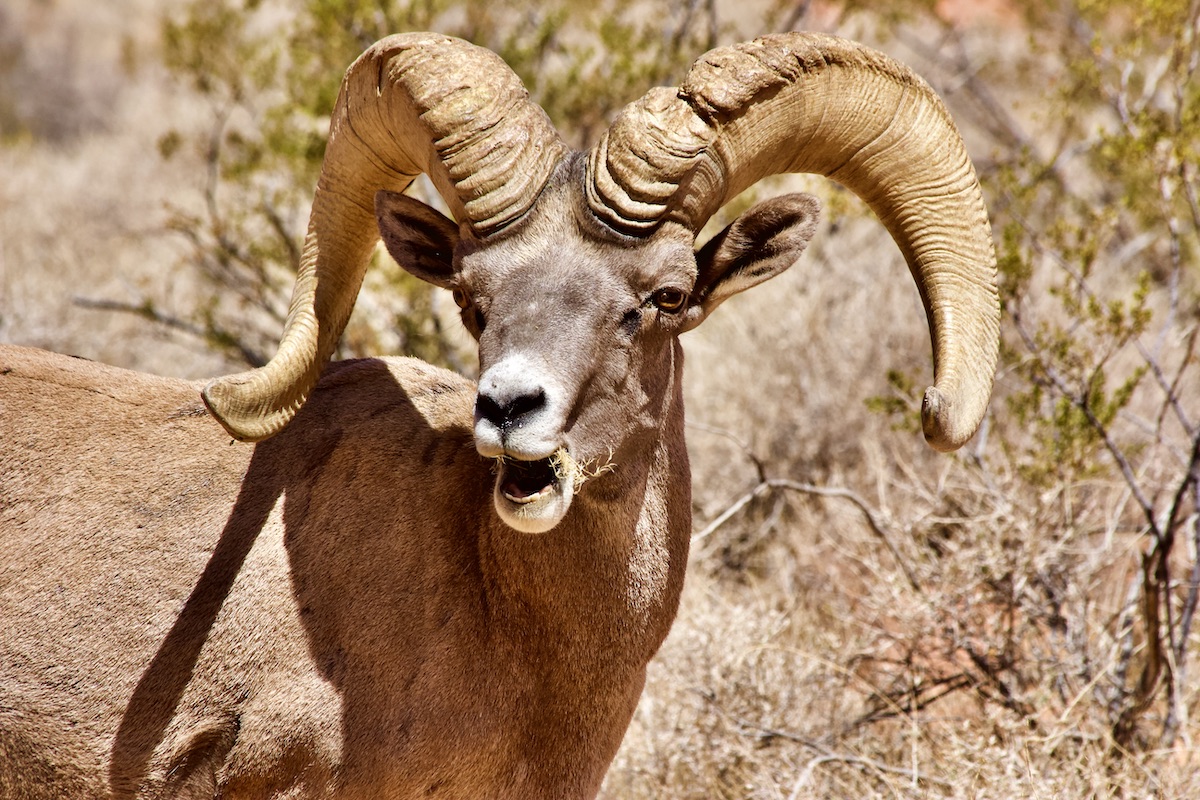 bighorn ram