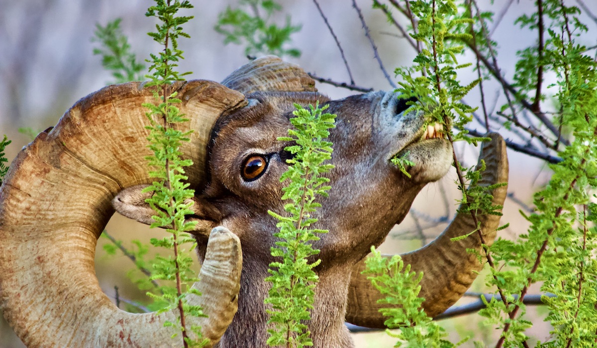 bighorn sheep ram