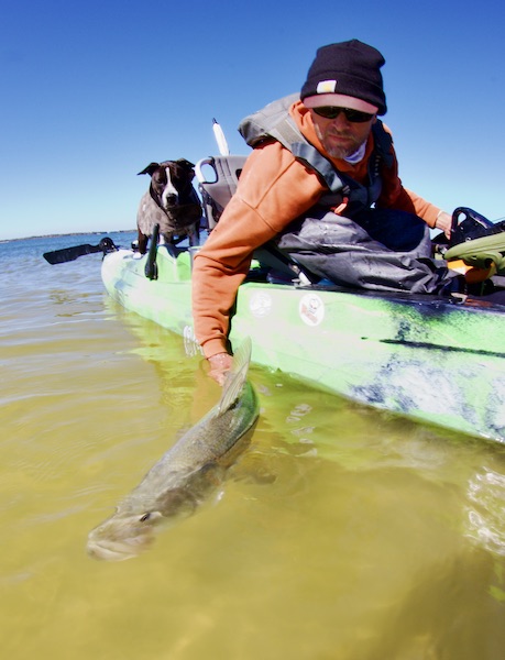 snook release