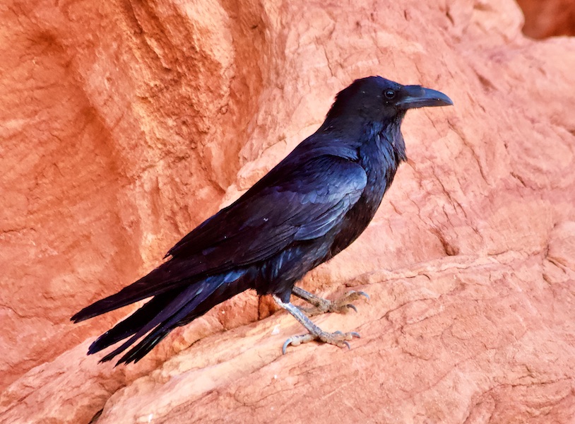 crow