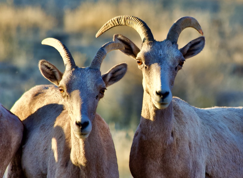 bighorn sheep, valley of fire sp, NV