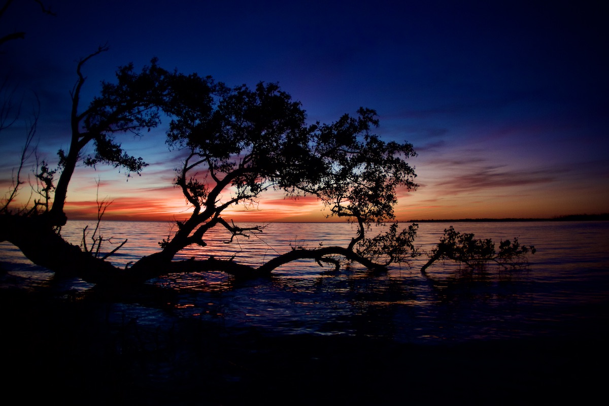 mangrove at dusk