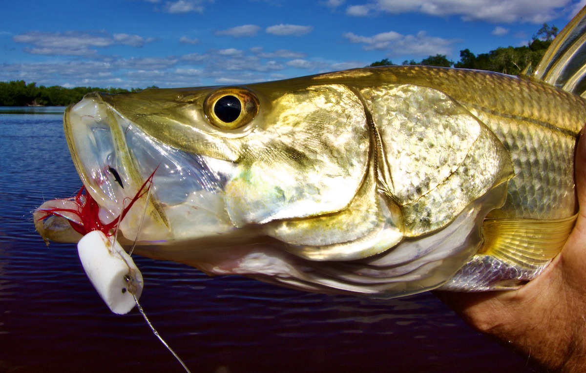 snook on fly rod popper