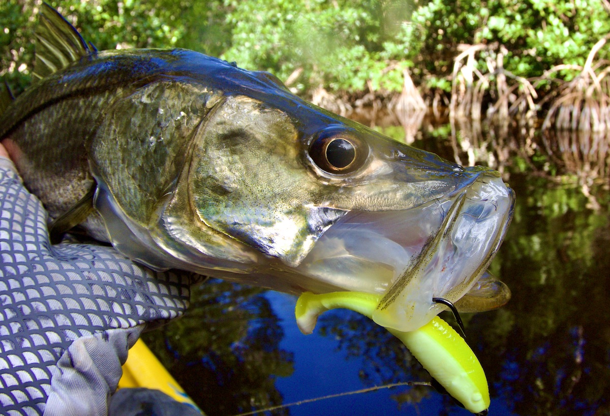 snook on soft plastic