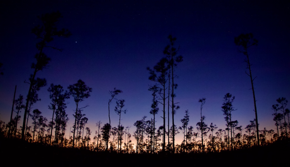 dusk in the flatwoods