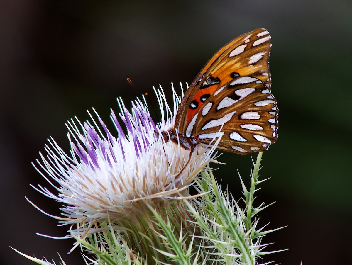 Gulf fritillary