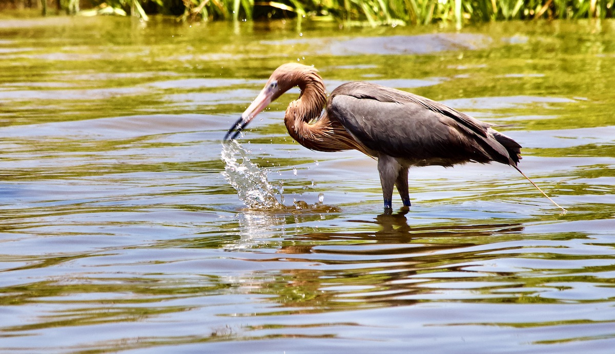 reddish egret