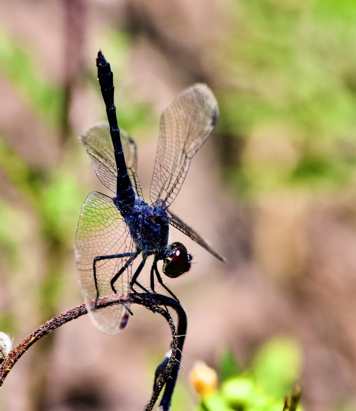 slaty skimmer