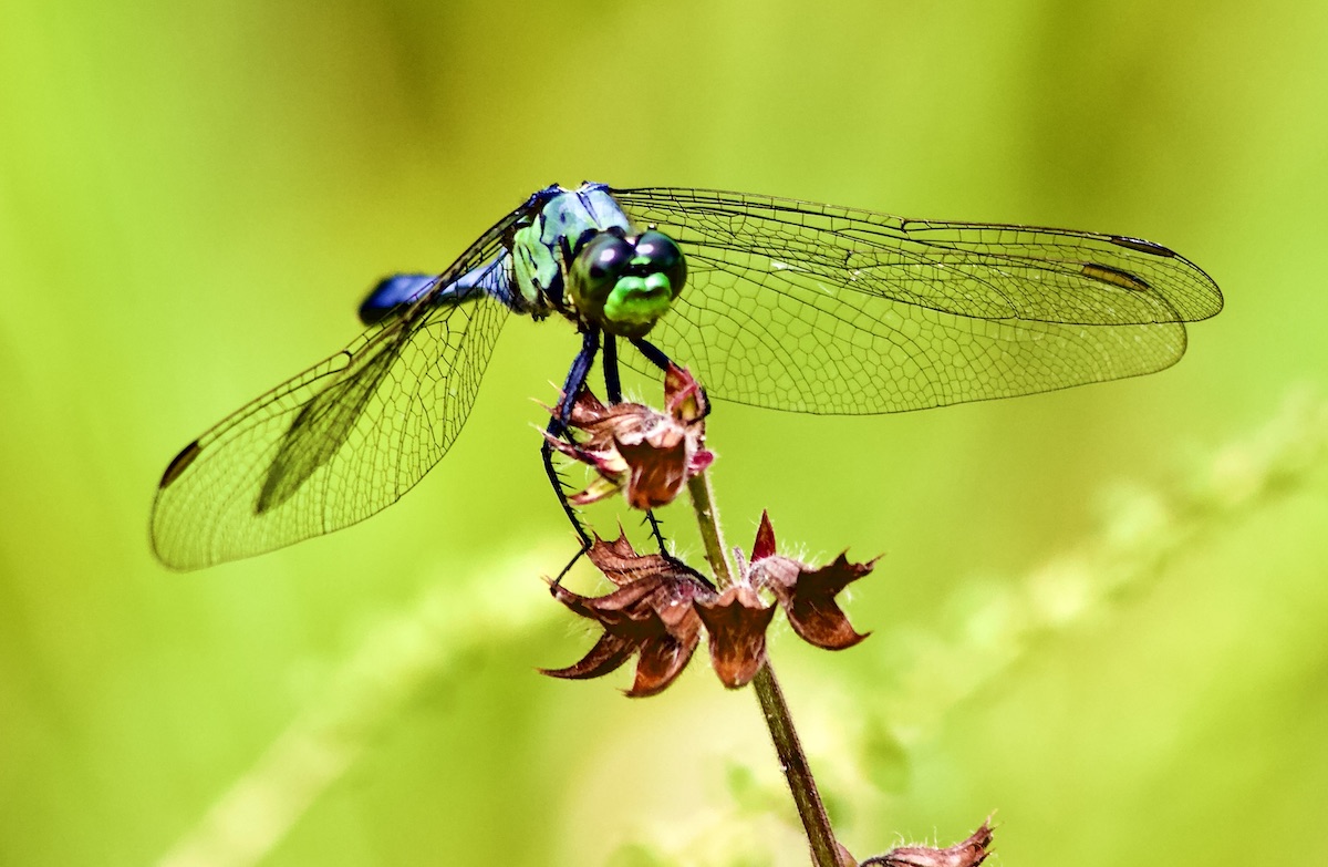 eastern pondhawk male