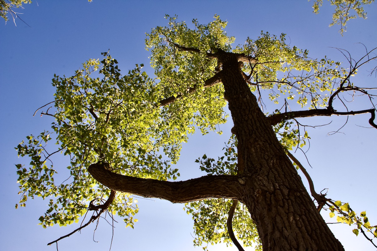 Eastern Cottonwood