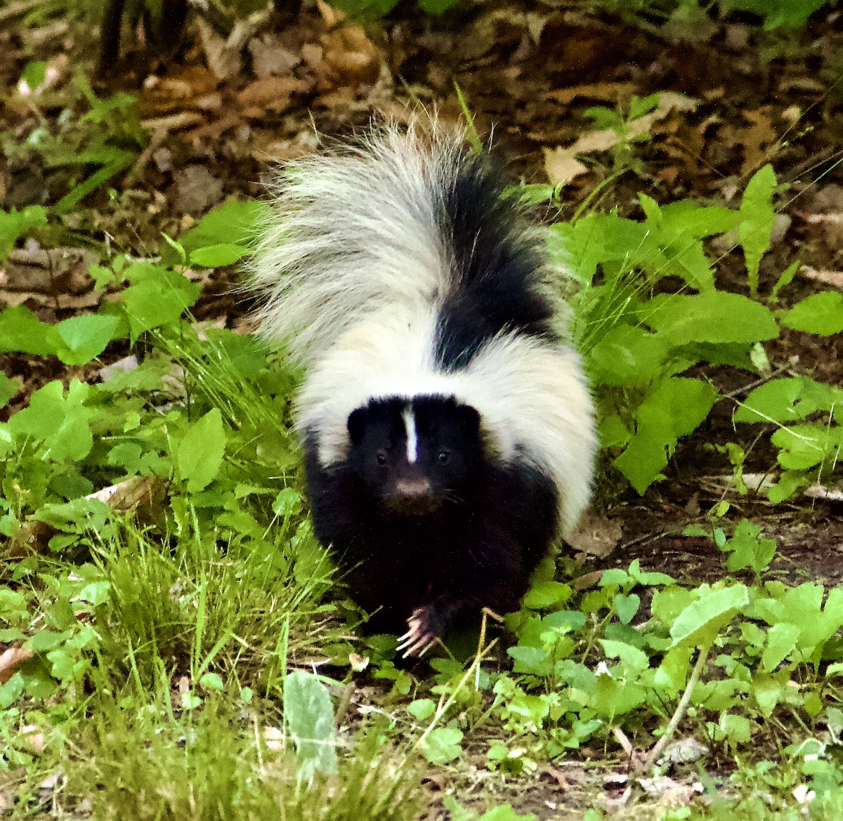 striped skunk