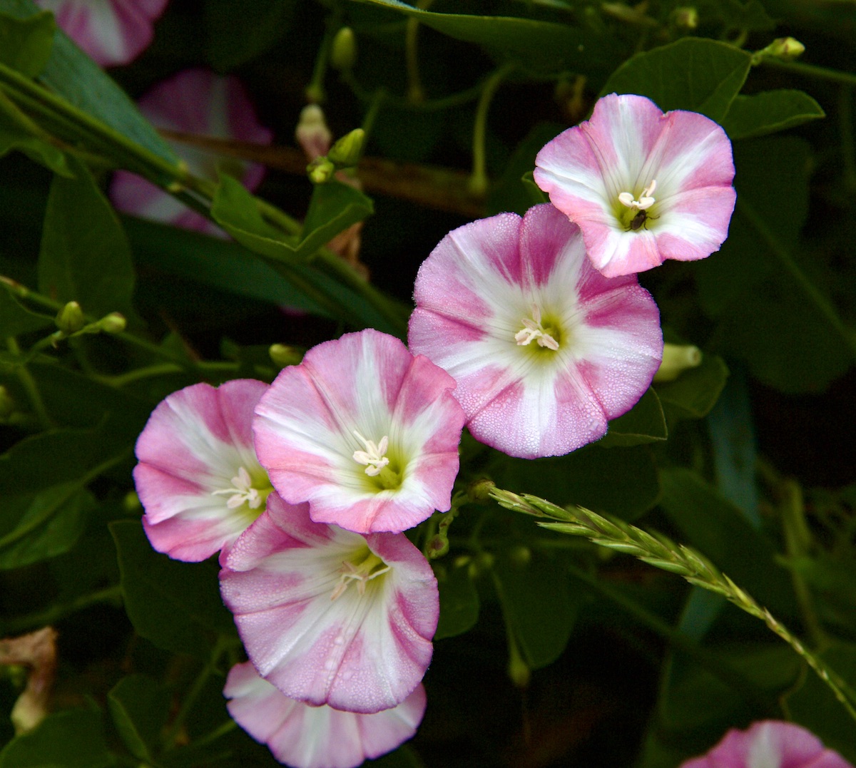 Wild morning-glory