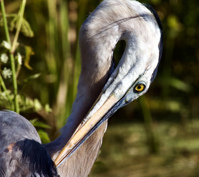 great blue heron