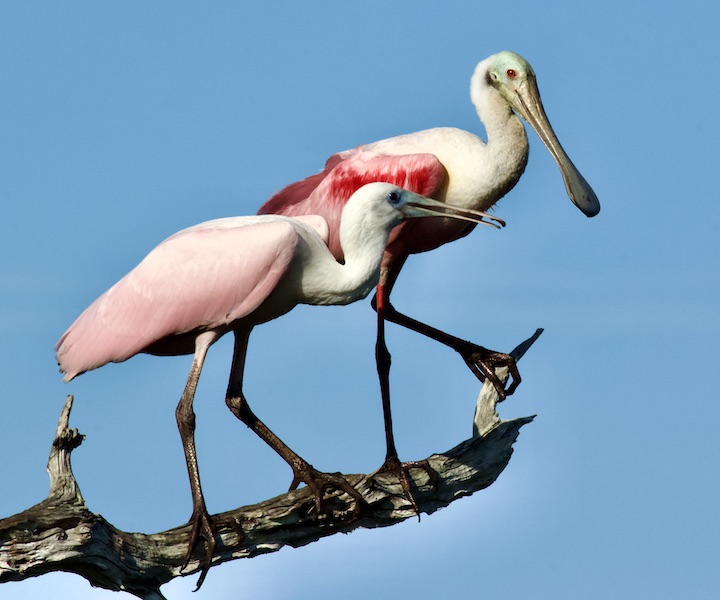 roseate spoonbills