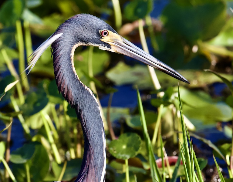 tri-color heron