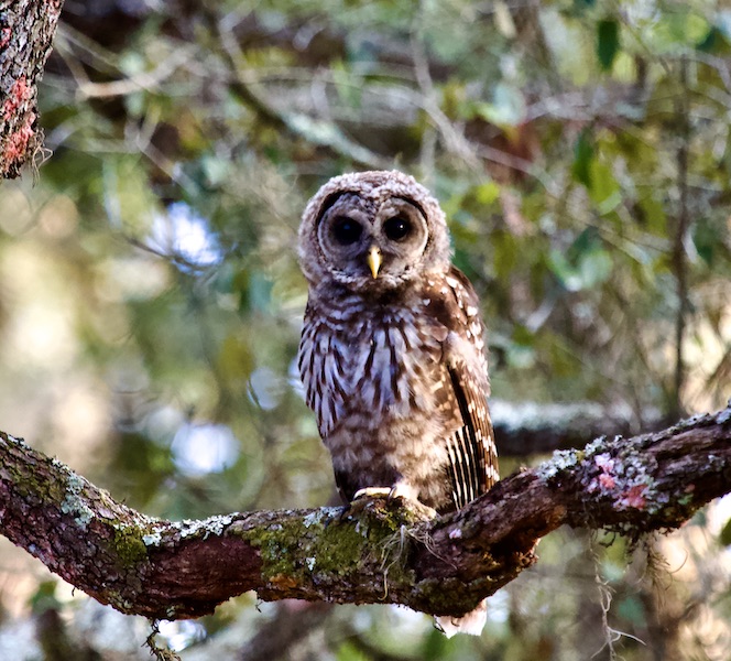 barred owl