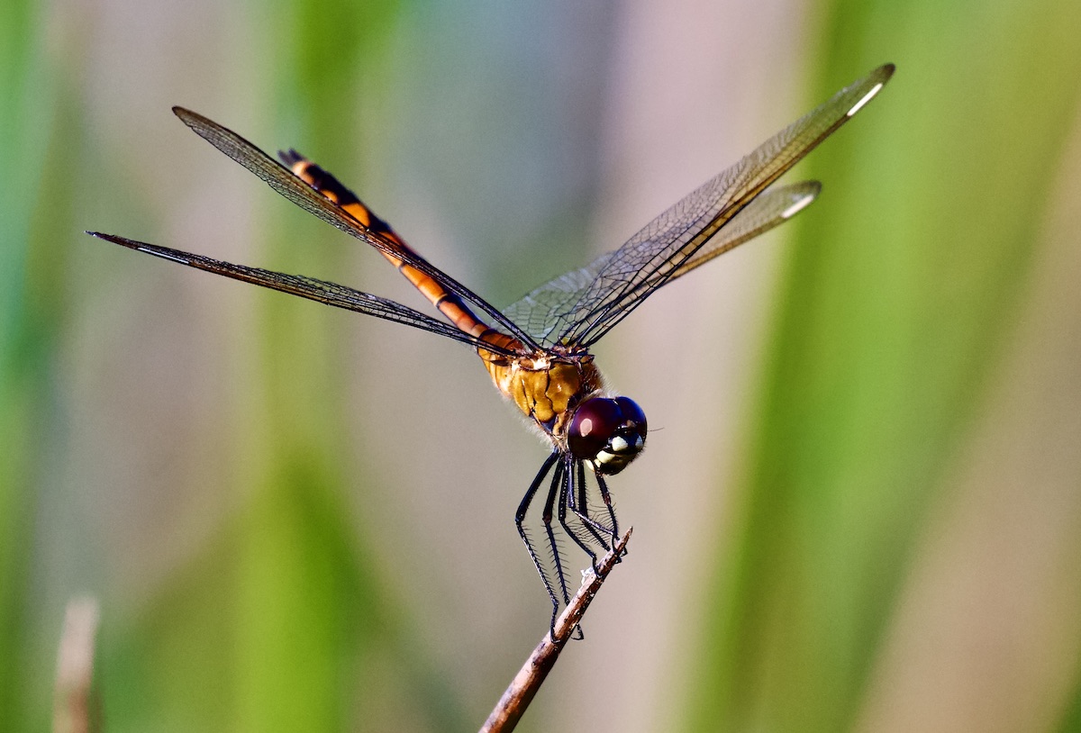 four-spot skimmer female