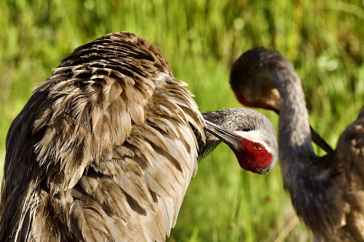 sandhill cranes